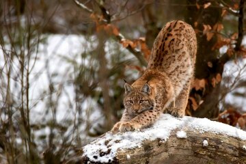 Рысь, Web-Zoopark.Ru