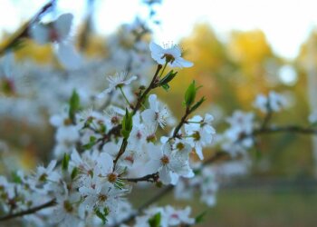 Весна в Україні, потепління, фото: Знай.ua