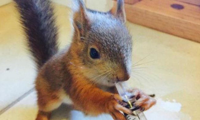 Поранене білченя  саме прибігло до лікарні в Фінляндії