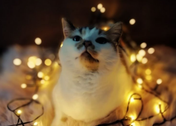 Гороскоп, изображение: Pinterest