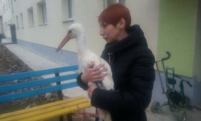 У підвалі багатоквартирного будинку оселився лелека (фото)