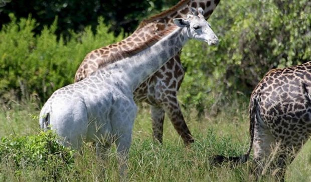 Редкий белый жираф живет в национальном парке Танзании (фото)