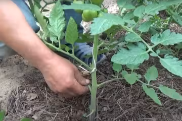 Помідор, скрін, відео YouTube
