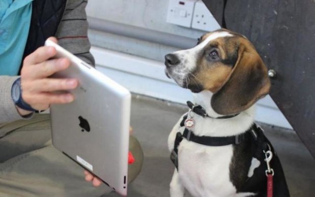 Добродушный преступник украл iPad и собаку, но вернул владельцам самое дорогое