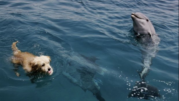 Пес і дельфін стали найкращими друзями. Ціла юрба зібралася, щоб побачити, як вони грають