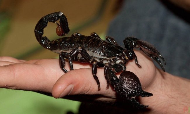 Хворобу головного мозку вирішили лікувати отрутою: всі подробиці дослідження