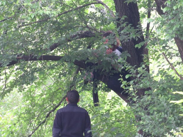 В Запорожье нервная женщина вскарабкалась на дерево, чтобы сделать последний прыжок