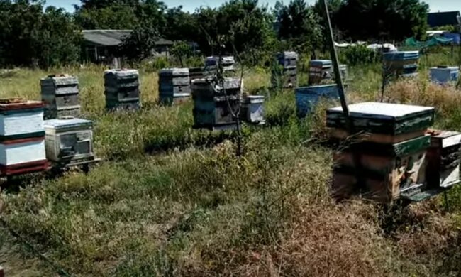 пасіка, скріншот з відео