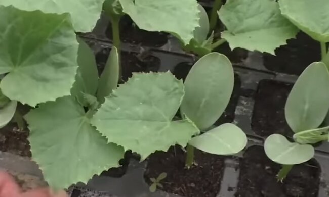 Розсада огірків. Фото: Youtube