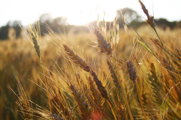 Цены падают, качество растет: придумали новый способ борьбы с потерей ...