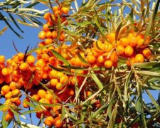 Медики рассказали, как правильно использовать облепиху