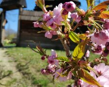 Сакура, фото: Музей народной архитектуры и быта