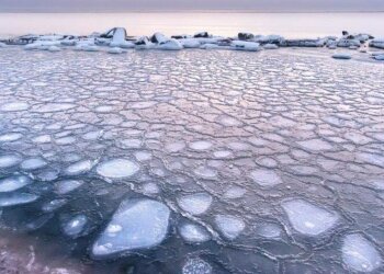 Фото: "Медузы" в Азовском море