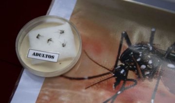 Небезпечний вірус Зіка українцям не загрожує