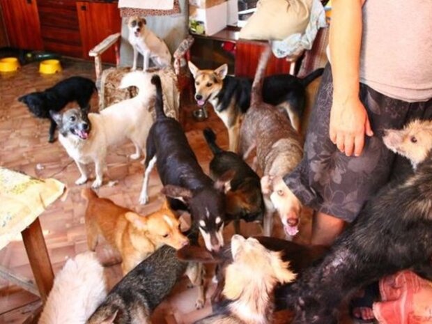 50 голодных псов: неадекватная винничанка превратила квартиру в Освенцим для четверолапых, видео