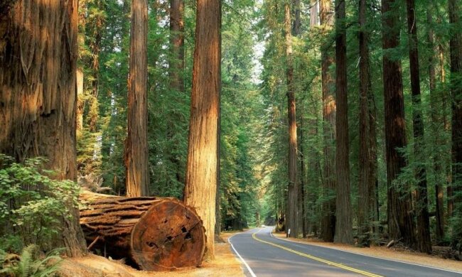 Мисливську службу створять із ветеранів АТО