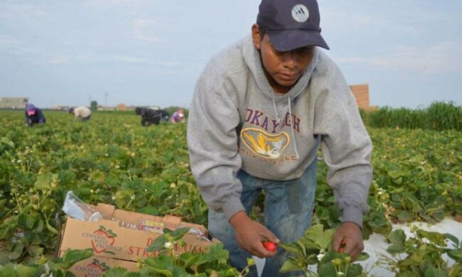 Трамп облажався з нелегалами. Фермери розлючені