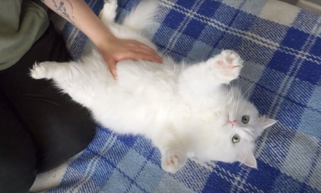 Котик, скриншот: Youtube