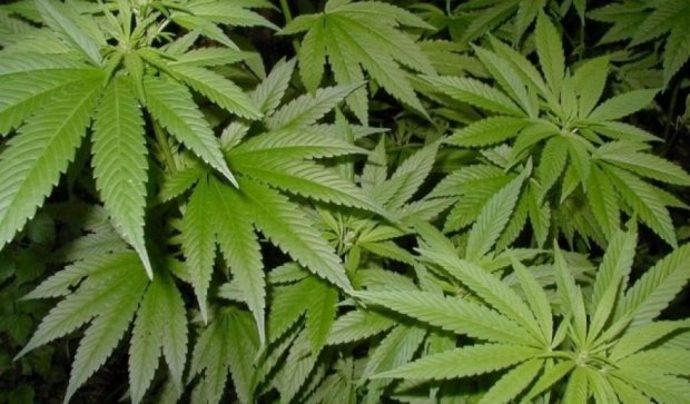 Под Киевом обнаружили плантацию марихуаны