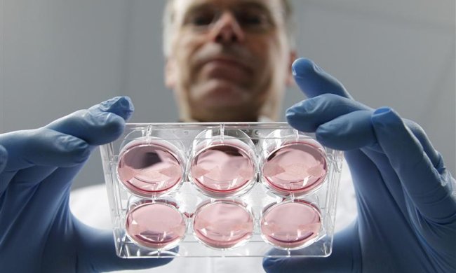 Медики виростили справжній людський мозок, настає нова ера в науці