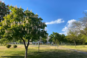 Весна, каштаны, парк, фото: Знай.ua