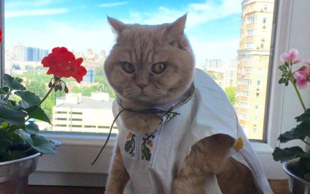 Зірковий кіт Апельмон відзначив день вишиванки