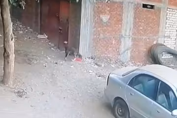 кішка врятувала дитину, скріншот з відео