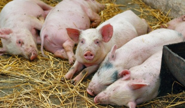 Кабмін виділив 44,7 млн грн  на боротьбу з африканською чумою свиней