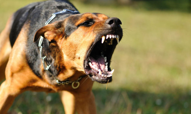 Уличный пес разгрыз беременной женщине живот: его отловили, но история повторилась