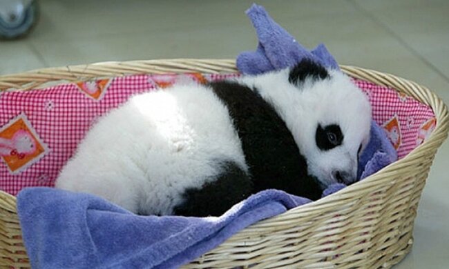 У Китаї відкрили дитячий садок для маленьких панд (фото)