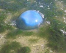 Одеські пляжі атакували небезпечні блакитні медузи (фото)