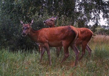 Животные Чернобыльской зоны отчуждения, фото Сергея Гащака