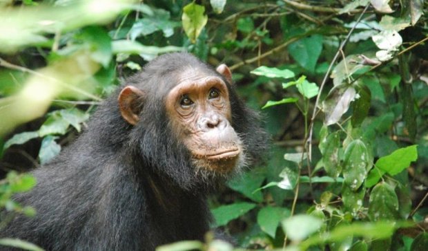 Японцы заботятся о шимпанзе с синдромом Дауна