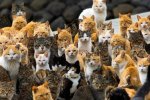 Purrli: створений наймиліший сайт у світі