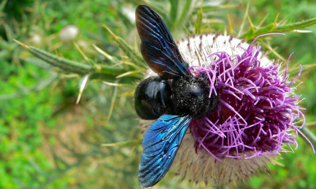 Бджола-тесляр та рудий сфекс: у Чорнобильській зоні знайшли  рідкісних комах, схожих на інопланетян