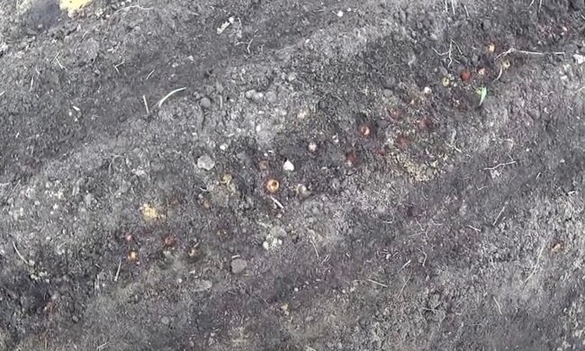 Город, морква, фото: Знай.ua