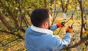 Обрізка плодових дерев. фото: скрін відео