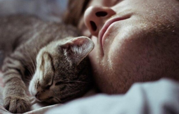Кот спит с хозяином, фото koshka.top