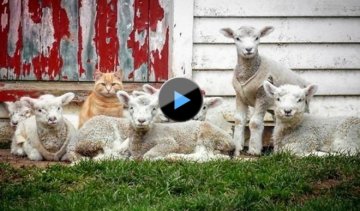Кіт з Нової Зеландії очолив банду овець