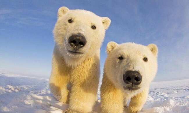 Шок! Цей пухнастий звір на межі зникнення