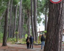 Угроза для лесов: Гослесагентство разработало план спасения