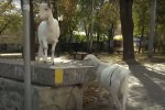 Кізоньки на прогулянці розсмішили киян: прийшли під МЗС і перемістилися на Оболонь
