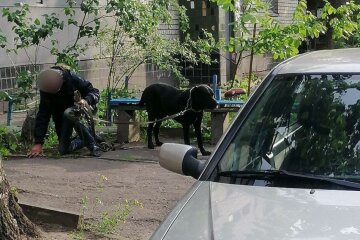 У Дніпрі озвіріла псина ледь не розірвала дитину - ні повідка, ні намордника