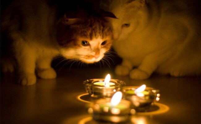 Коти, свічки, відключення світла, фото з вільних джерел