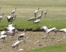 Журавли, скриншот с видео