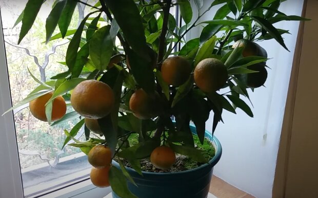 Як виростити мандарин. Фото: скрін youtube