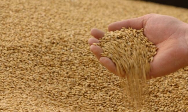 Аграрний фонд збирається закупити 400 тисяч тонн зерна