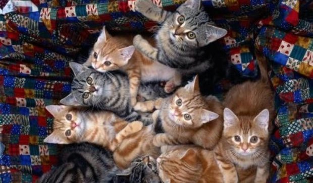 В Спасо-Преображенском соборе открыли "кошачье общежитие"