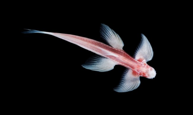 Cryptotora thamicola