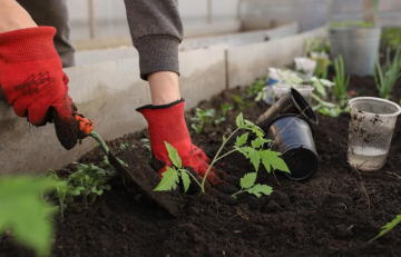 Огород, изображение из свободных источников